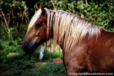 Quelle est la couleur de ce cheval ?