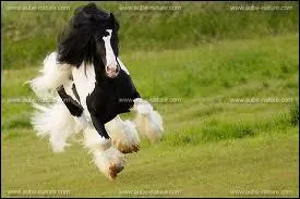 C'est un Irish cob de robe ?