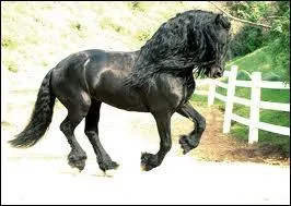 Le cheval noir est magnifique mais sauras-tu me dire sa race ?
