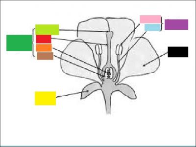 Quelle partie de la fleur est reprsente avec un rectangle rose ?