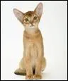 Comment se nomme le premier chat abyssin qui posa ses pattes en Europe ?