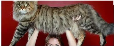 La lgende le fait remonter  un croisement impossible de chat et de raton-laveur. Une des plus anciennes races nord-amricaine :