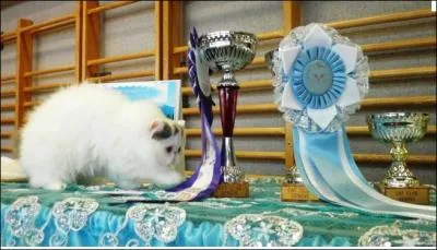 La premire exposition fline eut lieu en 1871, avec 178 chats, sous l'impulsion de Harrison Weir  :