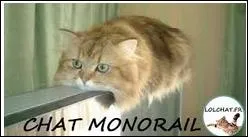 Race originaire de Turquie, sans doute la 1re race de chat  poils longs introduite en Europe :