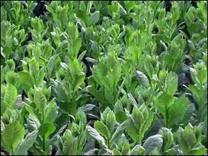 Ce doit tre le sort qui m'attend  la fin de ce questionnaire !