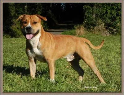 Quelle est cette race ?