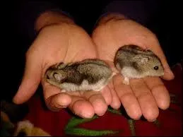 Quels sont ces animaux ?