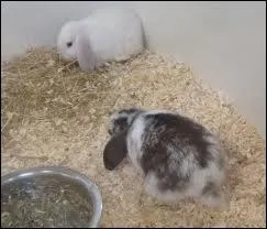 Ces animaux s'appellent...