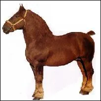 Quelle est la race de ce cheval ?