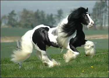 Quelle est la race de ce cheval ?
