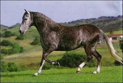 Quelle est la race de ce cheval ?