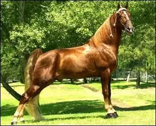 Quelle est la race de ce cheval ?