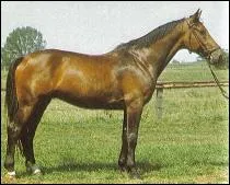 Quelle est la race de ce cheval ?