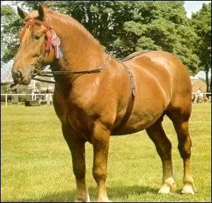 Quelle est la race de ce cheval ?