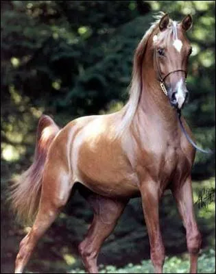 Quelle est la race de ce cheval ?