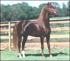 Quelle est la race de ce cheval ?