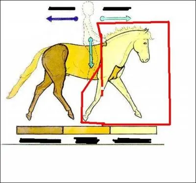Quelle est la partie du corps encadre ?