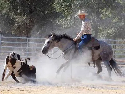 Connais-tu cette race ?