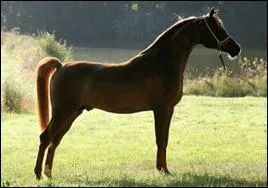 Connais-tu cette race ?