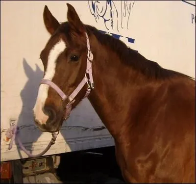 Connais-tu cette race ?