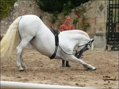 Connais-tu cette race ?