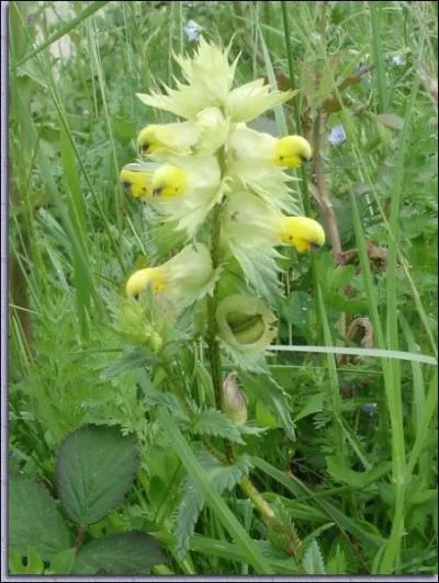 Il a une crte de coq. C'est ...