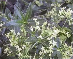 Elle s'aggripe  nos mains, aux vgtaux, se dplace, se resme partout. C'est ...