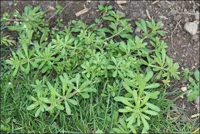 Moins enracin que la garance voyageuse, c'est un vrai pot de colle. C'est ...