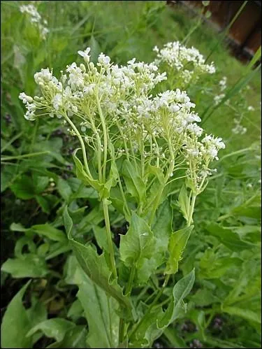 Il a des fleurettes blanches et des feuilles sans ptioles. C'est...