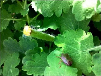 Elle gurit les verrues, les cors si nous utilisons avec prcaution la sve jauntre qui s'coule lorsque nous cassons une de ses tiges. C'est ...