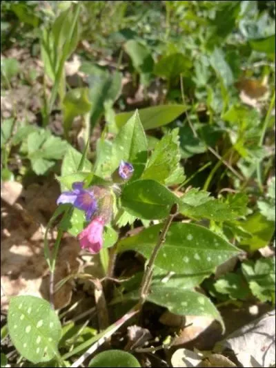 Ses boutons floraux s'ouvrent en rose, ses feuilles sont tachetes de points blancs. C'est la ...