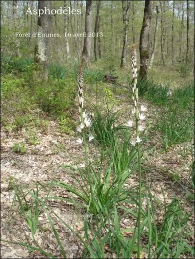 Dans les bois, elle pousse le long des sentiers et elle pullule dans les clairires ombrages. C'est ...