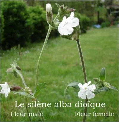 Le silne est soit mle, soit femelle. Les fleurs du pied femelle sont plus grandes que celles du pied mle. Il est aussi appel ...