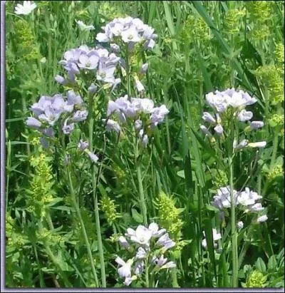 Ses boutons et ses jeunes feuilles sont comestibles. Elle apprcie la fracheur des sous-bois, les lieux humides. Cest ...