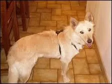 Quelle est la race de ce chien ?