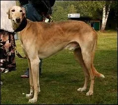 Quelle est la race de ce chien ?