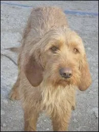 Quelle est la race de chien ?