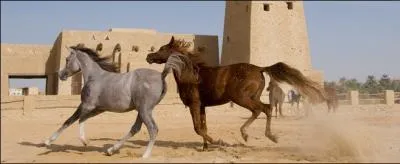 Enfin, votre cheval est ramen (oui ! ). Seul problme : vous vous tes tromp de cheval (non ! ). On vous avait dit que celui que vous deviez aller chercher avait deux balzanes... qu'est-ce ?