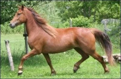 Le trot est une allure intermdiaire qui...