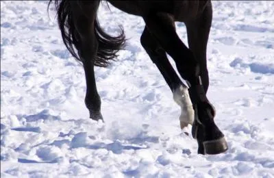Quelle partie des membres antrieurs du cheval se trouve aussi sur les membres postrieurs ?