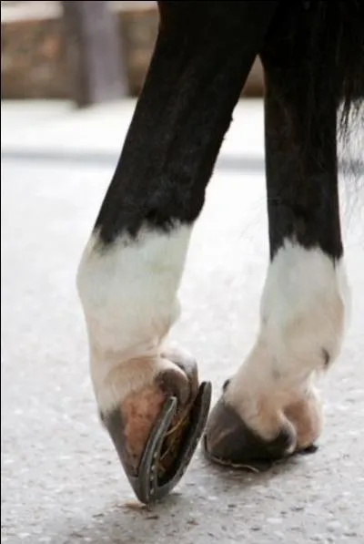 Lequel de ces mots ne se trouve pas sur le fer ?