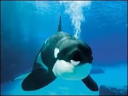 Quel est ce LAND si joyeux qui n'est qu'une prison en fait ?