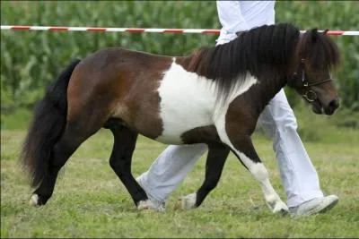 Quelle est la robe de ce poney ?