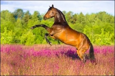 Quelle est la robe de ce magnifique cheval cabr ?