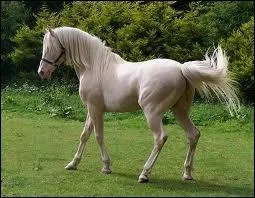 Quelle est la robe de ce cheval ?