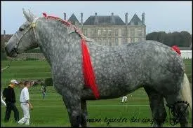 Quelle est la robe de ce cheval ?