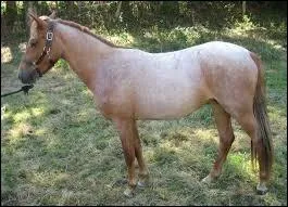 Quelle est la robe de ce poney ?