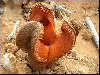 Non, non, ce n'est pas un film d'horreur ! Il s'agit tout simplement de :