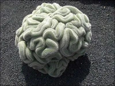 Je n'ai pas besoin de vous l'expliquer, il s'agit du :