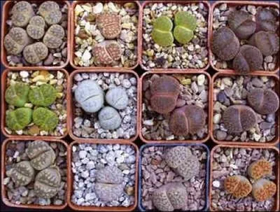 Ces plantes (les lithops) sont le plus souvent appeles :